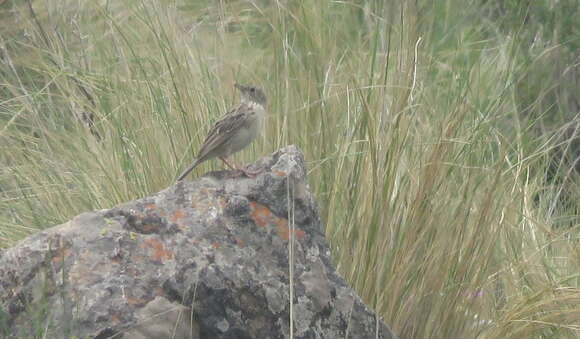 Image of Hellmayr's Pipit