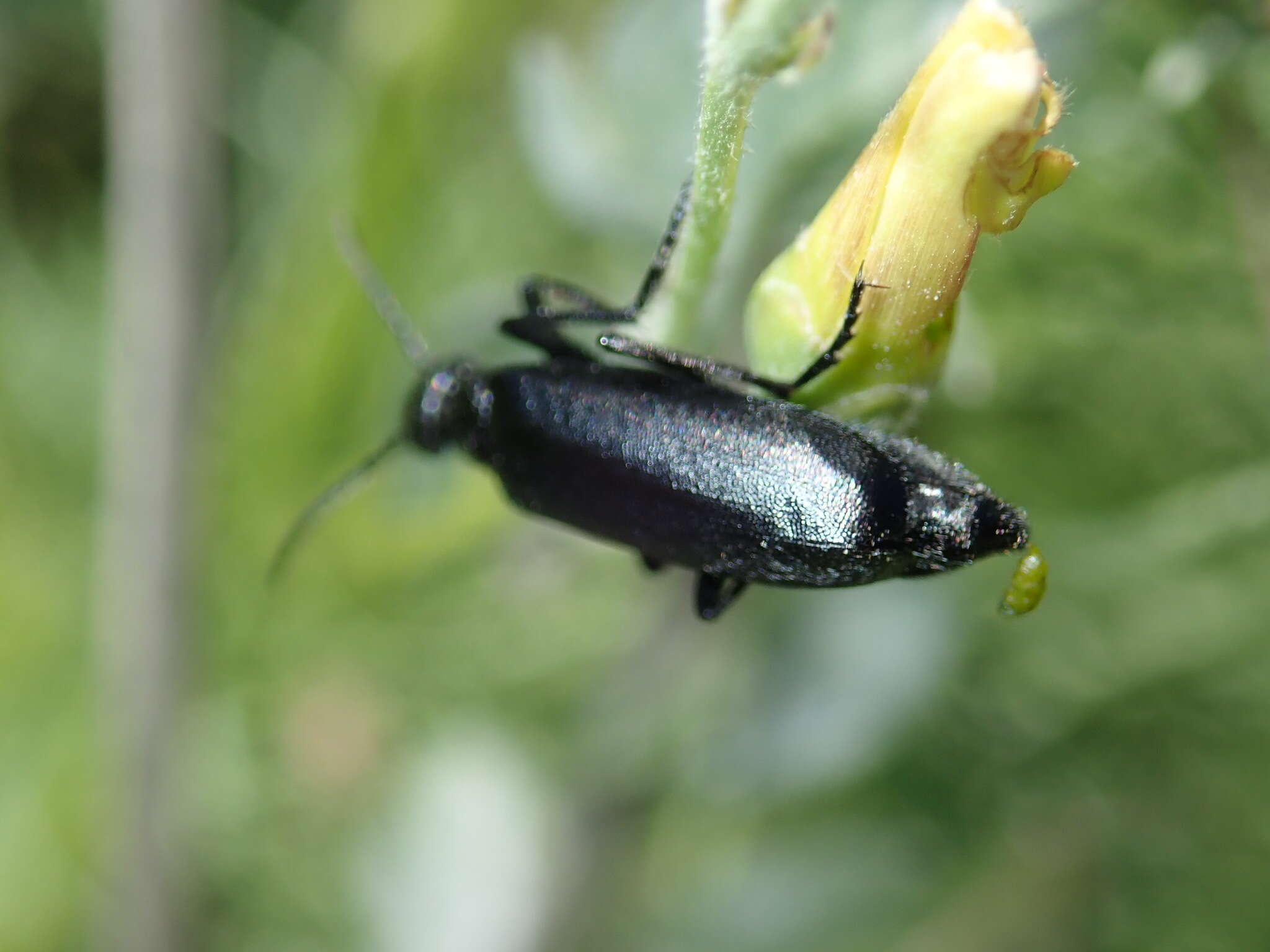 Image of Punctate Blister Beetle