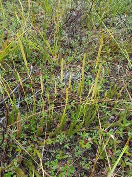 Imagem de Lycopodium lagopus (Laest. ex C. Hartm.) G. Zinserl. ex Kuzeneva-Prochorova