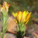 Oedera capensis (L.) Druce的圖片