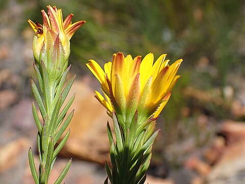 Image of Oedera capensis (L.) Druce