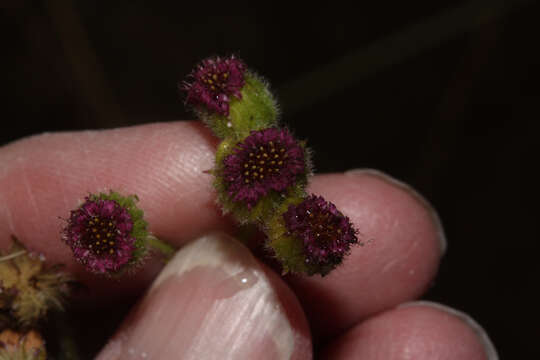 Image of Erigeron apiculatus Benth.