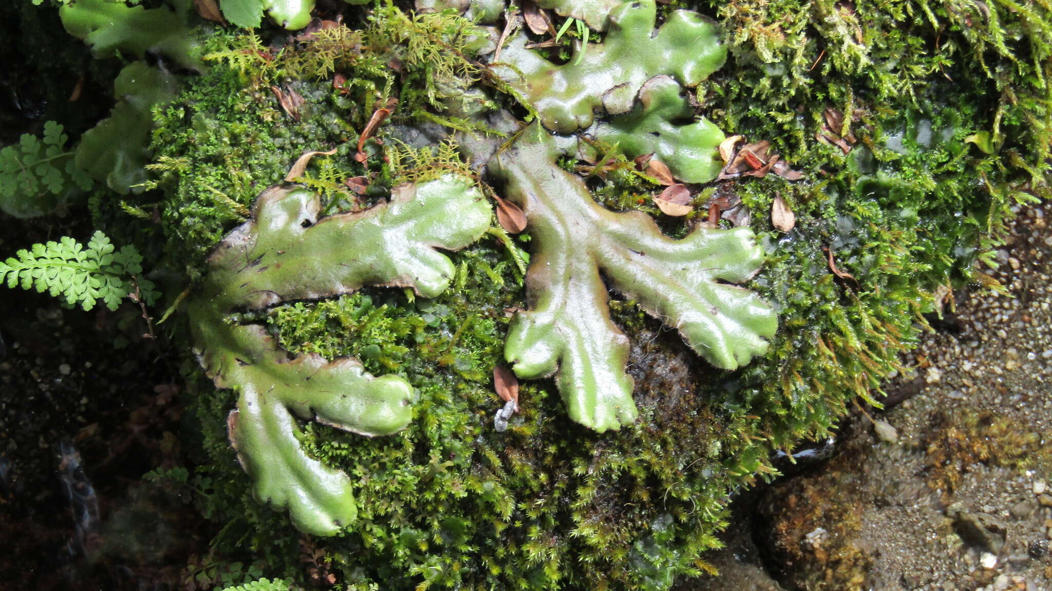 Image of Marchantia plicata Nees & Mont.