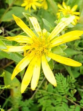 Image of starry rosinweed