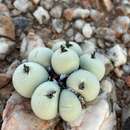 Image of Conophytum calculus (Berger) N. E. Br.