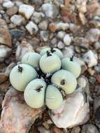 Image of Conophytum calculus (Berger) N. E. Br.