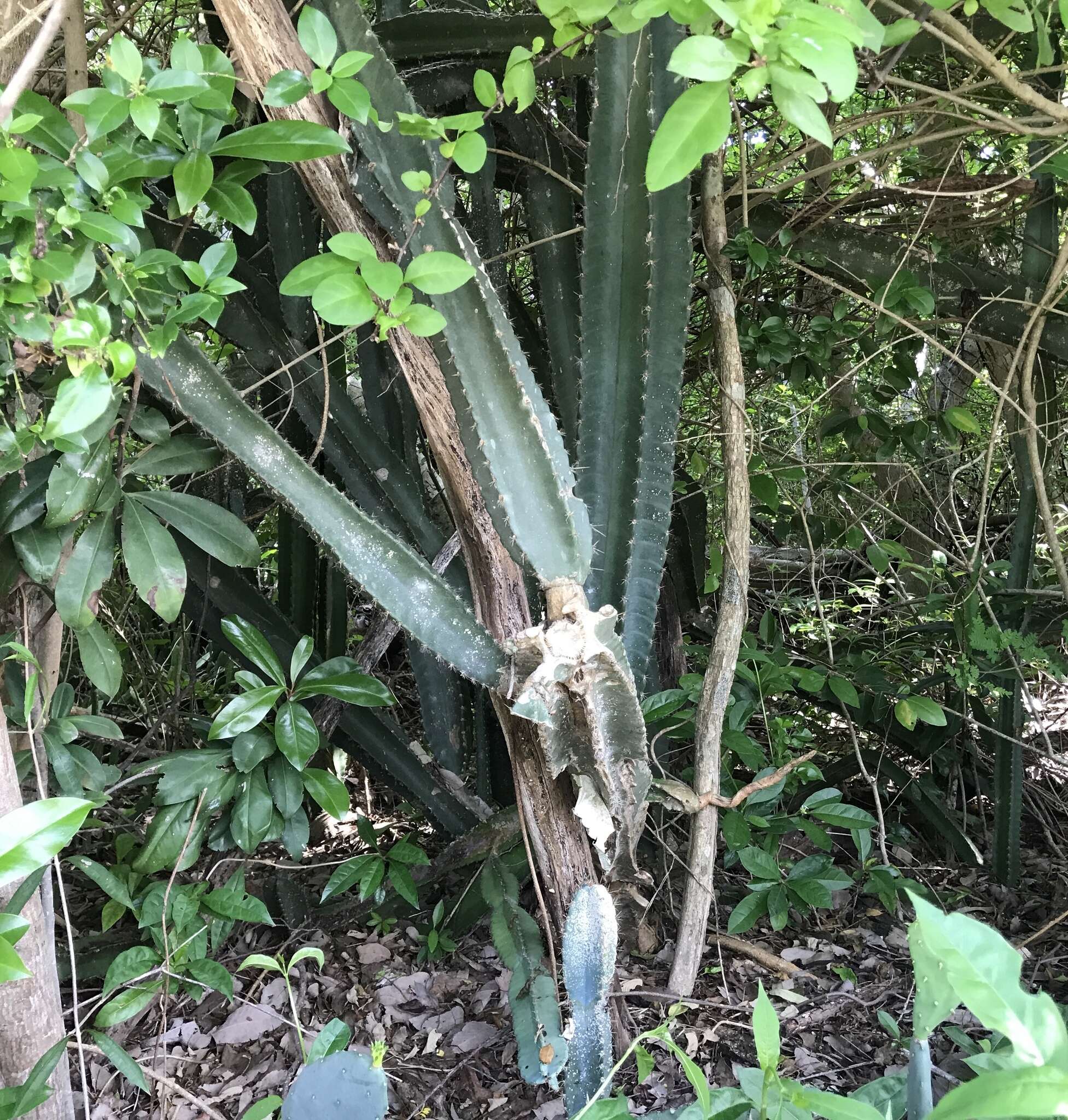 Image of Lady of the Night Cactus