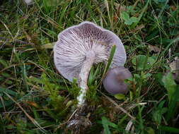 Image of Lepista sordida (Schumach.) Singer 1951