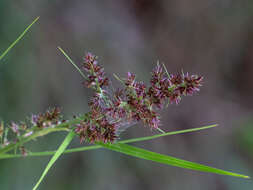 Imagem de Scleria bracteata Cav.