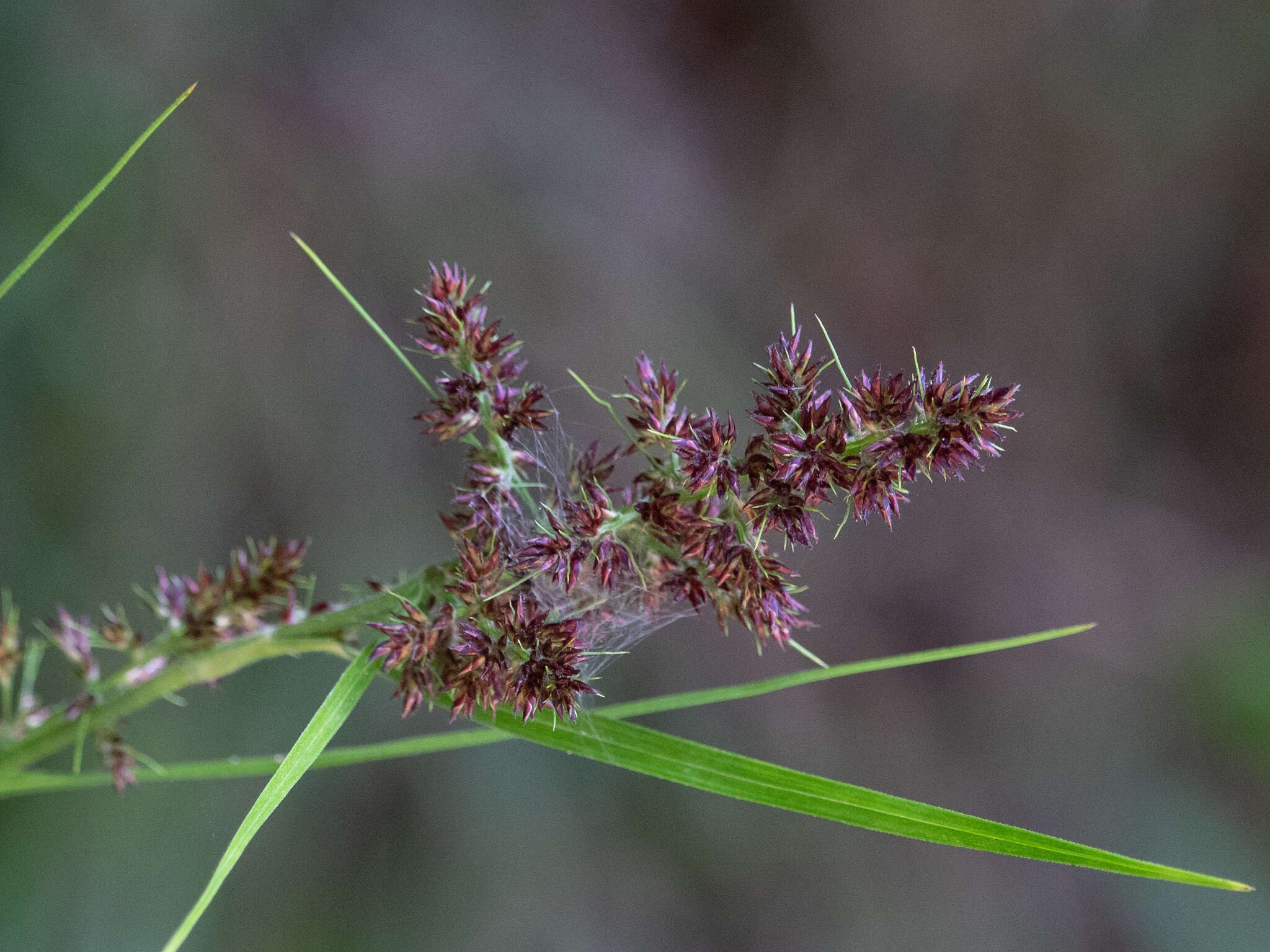 Scleria bracteata Cav.的圖片