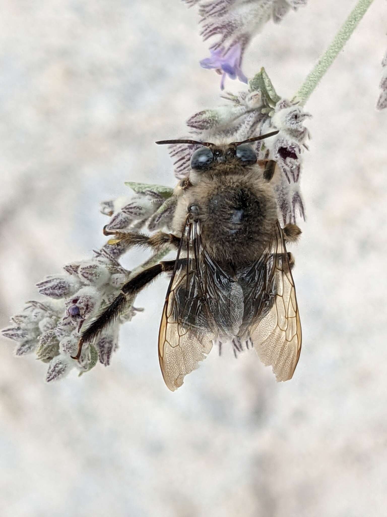 Plancia ëd Xylocopa tabaniformis tabaniformis Smith 1854