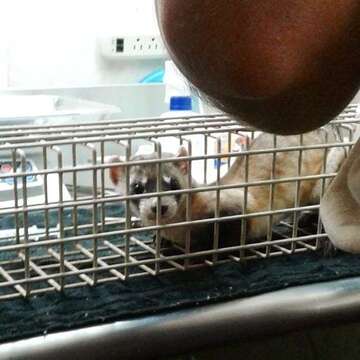 Image of Black-footed Ferret