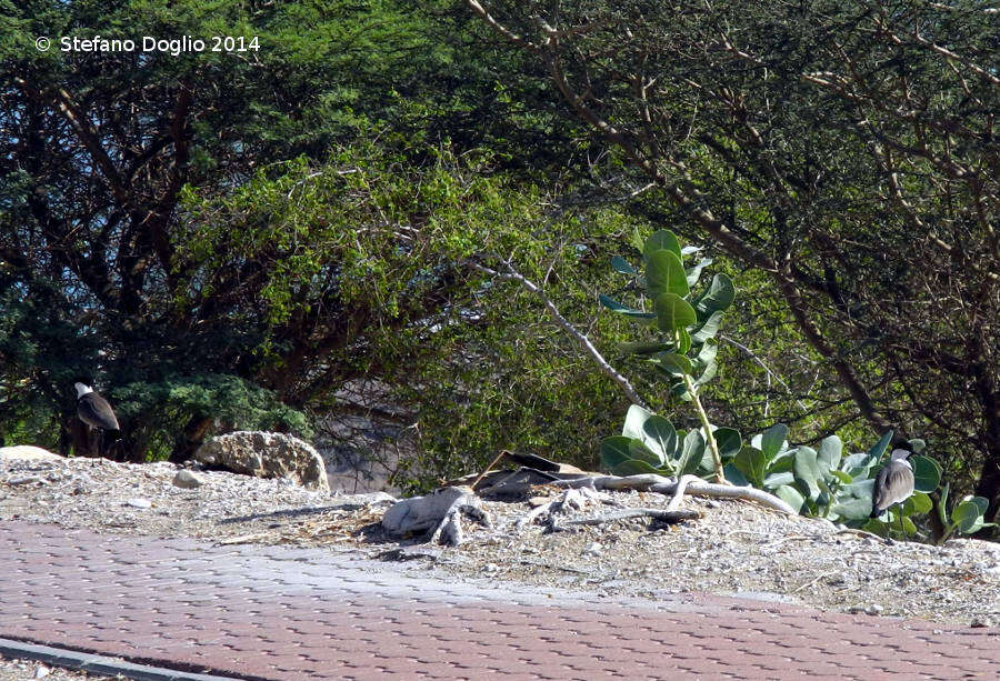 Image of spur-winged lapwing