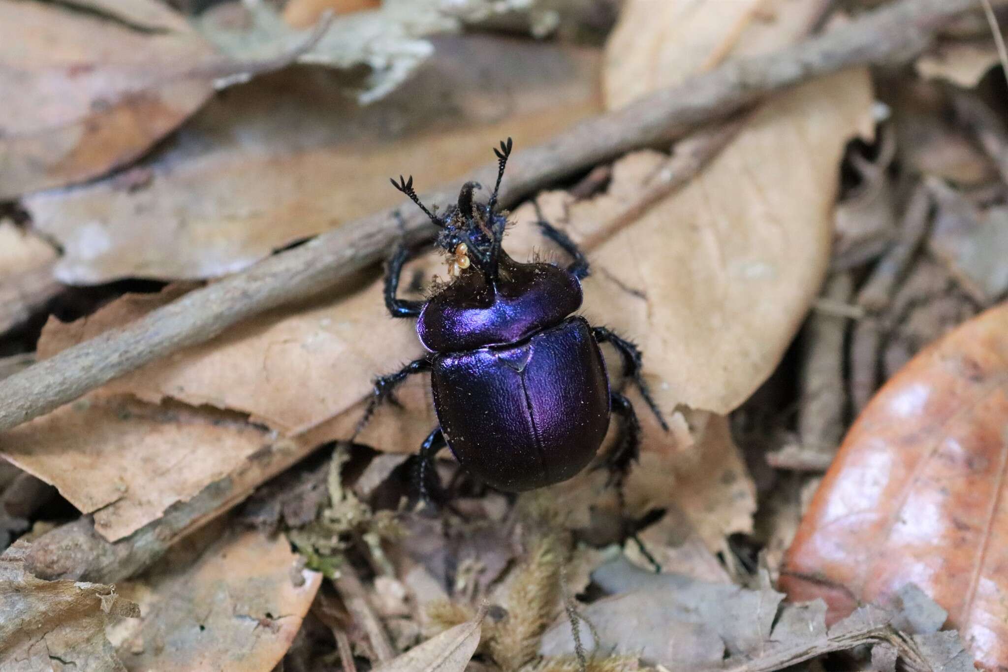 Image of Enoplotrupes