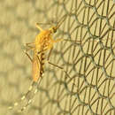 Image de Aedes canadensis canadensis