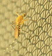 Image de Aedes canadensis canadensis