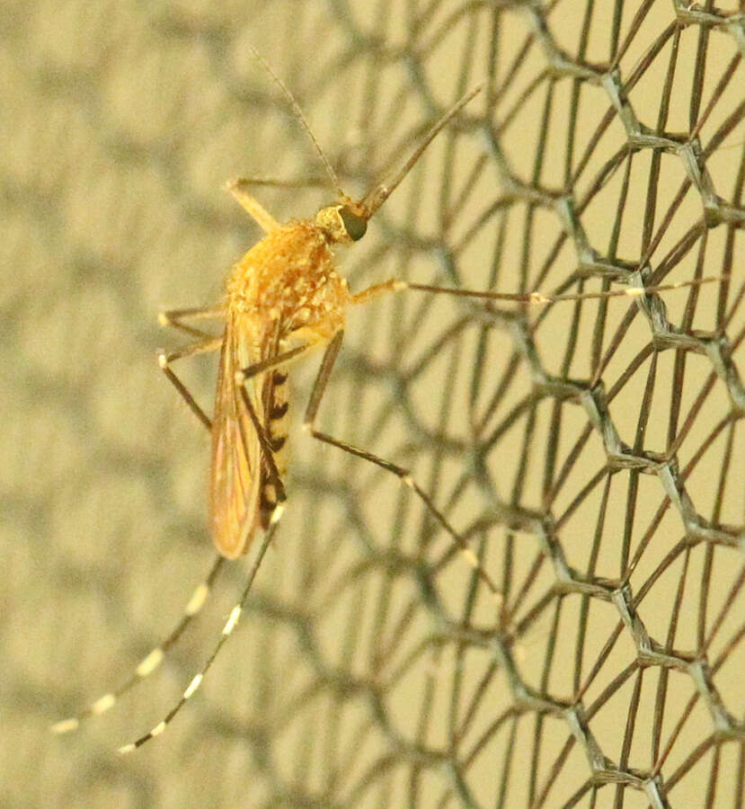 Image of Aedes canadensis canadensis