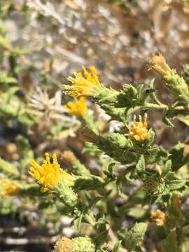 Image of brickellbush goldenweed