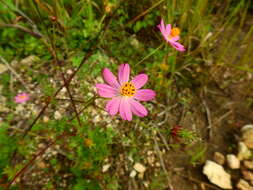 Image of wild cosmos