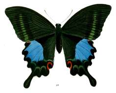 Image of Papilio paris Linnaeus 1758