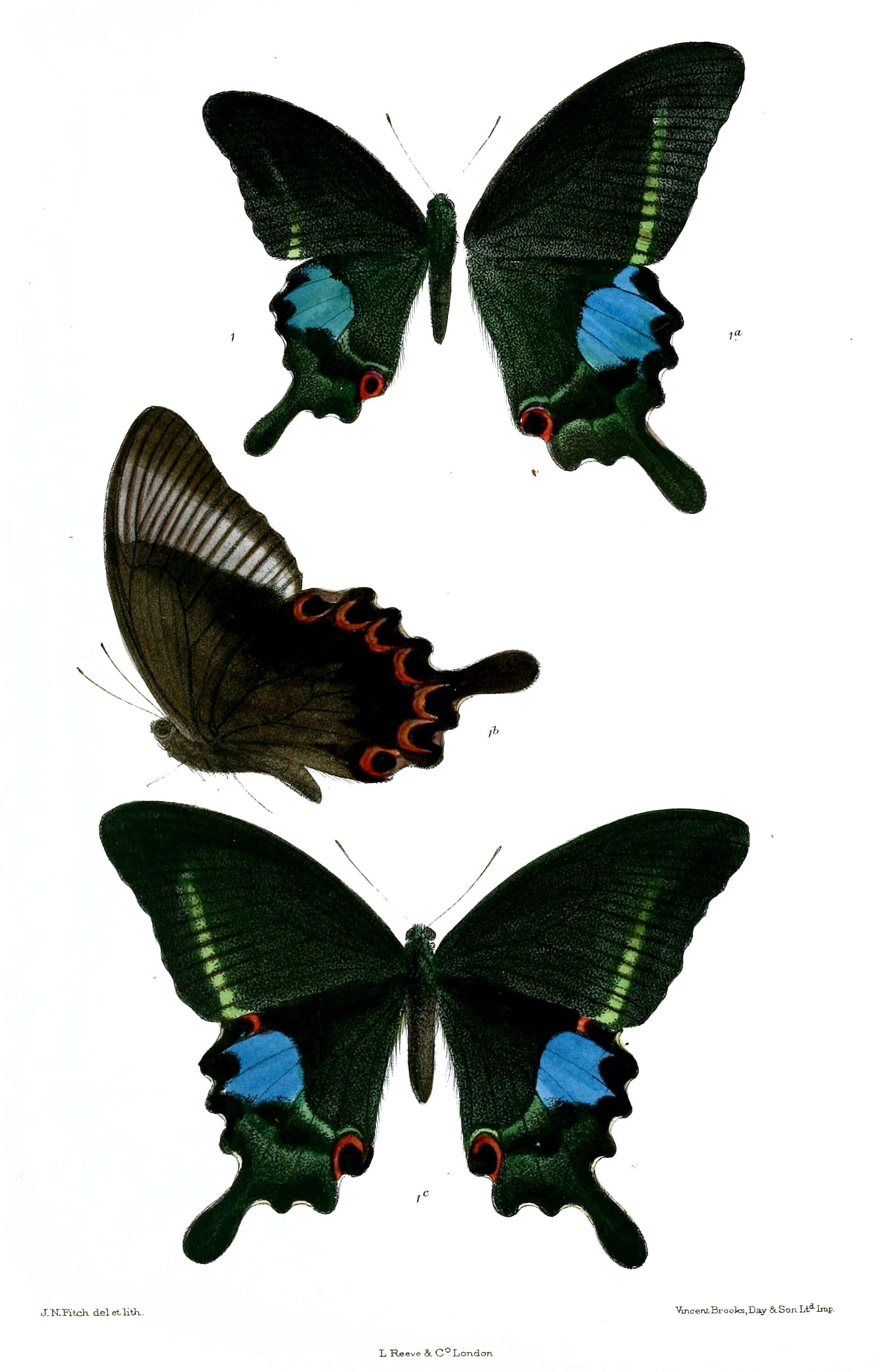 Image of Papilio paris Linnaeus 1758