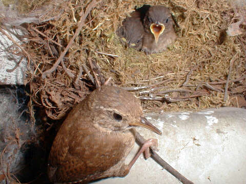 Image of Eurasian Wren