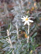 Image of Chiliotrichum