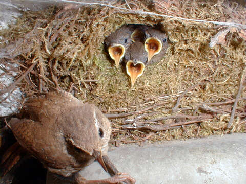 Image of Eurasian Wren