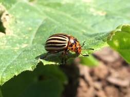 Image of Colorado potato beetle