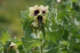 Image of black henbane