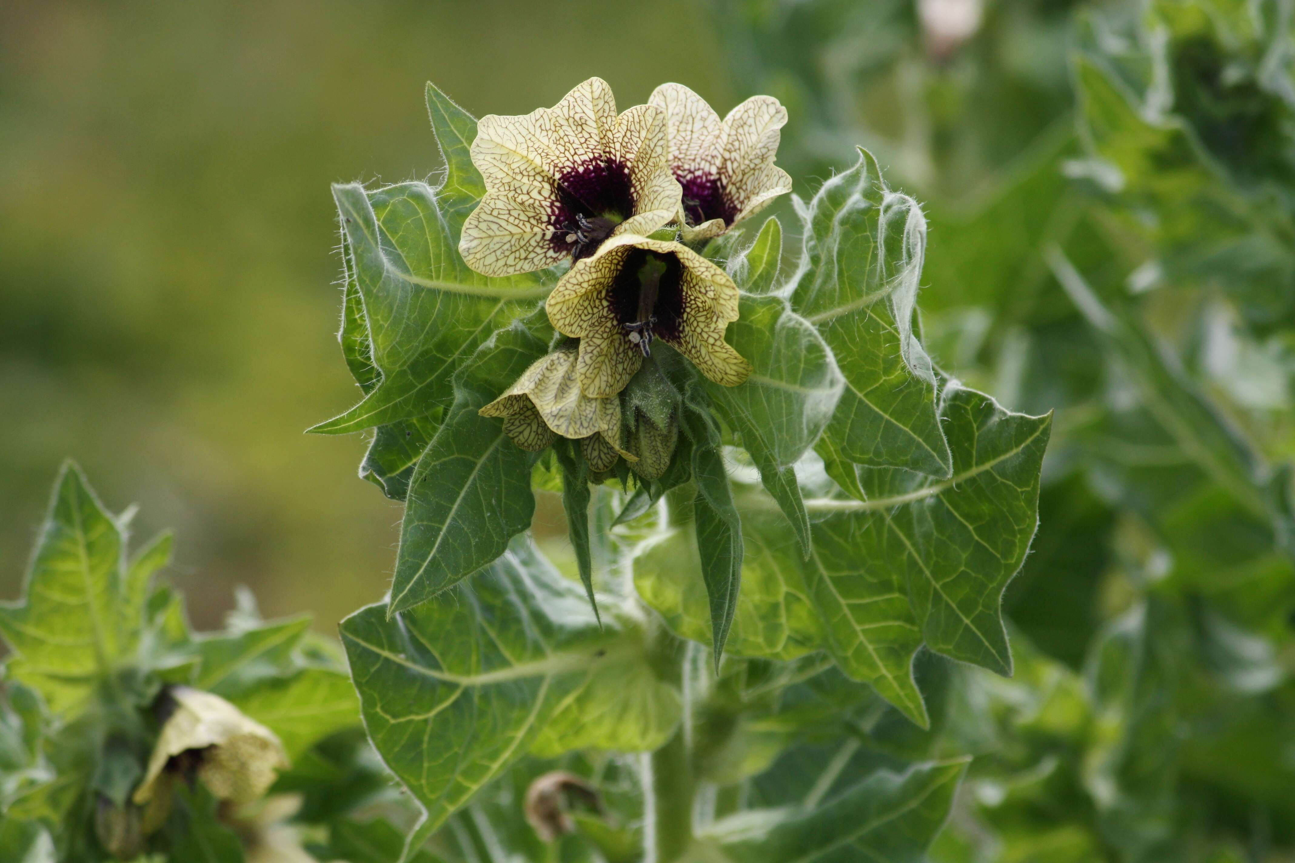 Image of black henbane