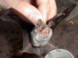 Image of Natterer's Bat