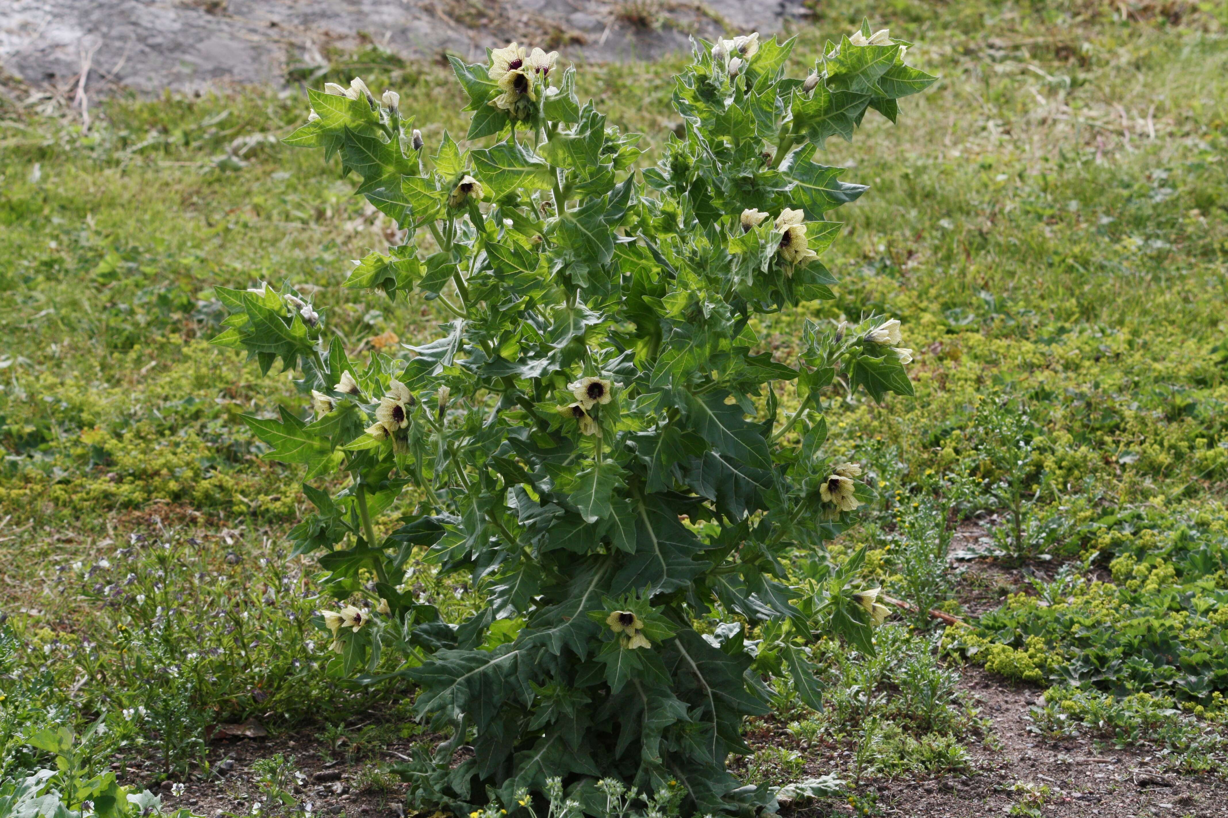 Image of black henbane