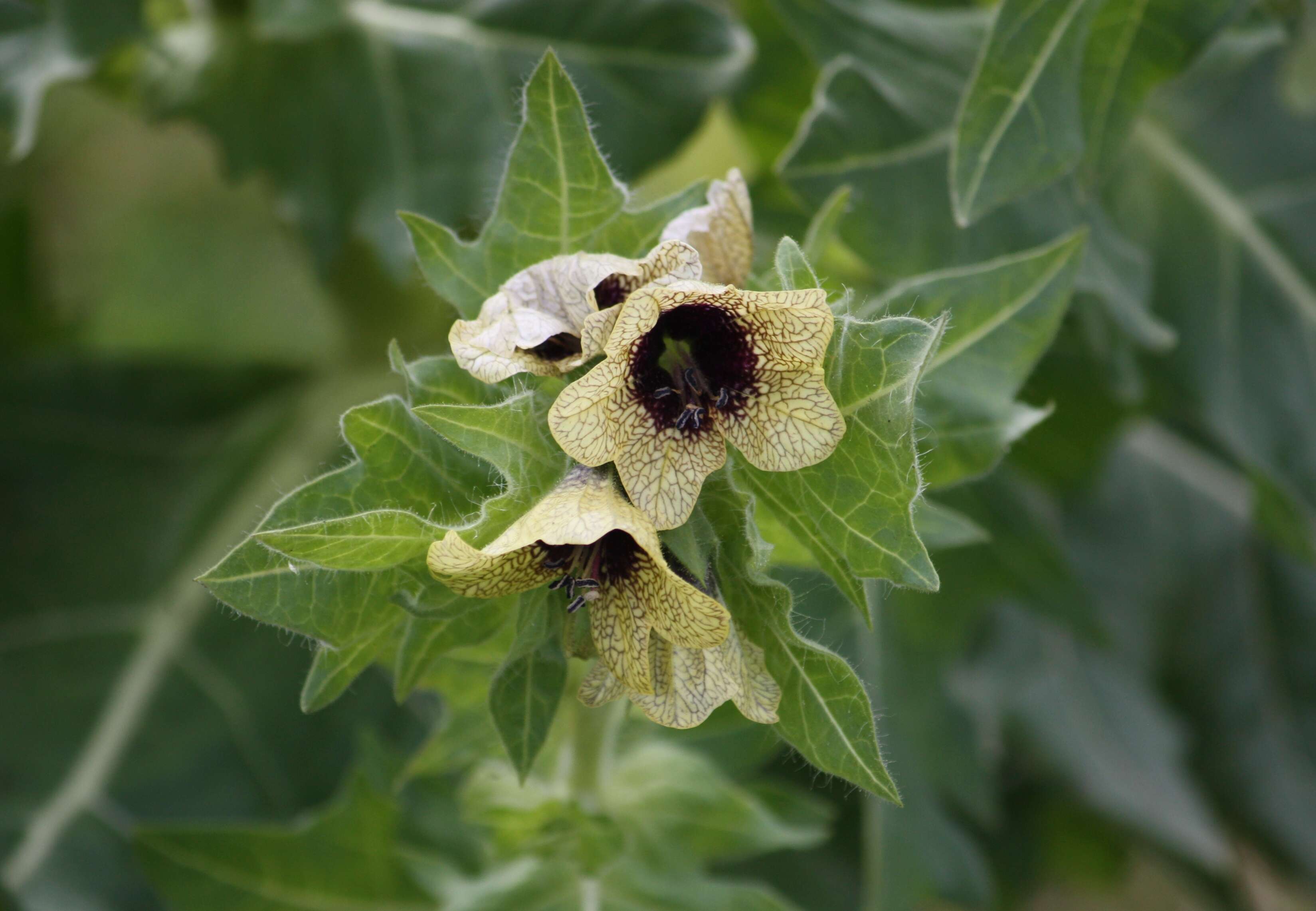 Image of black henbane