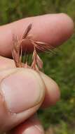 Image of Darnel ryegrass