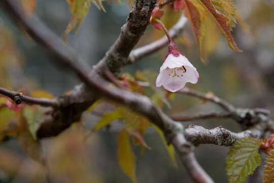 Image of Prunus nipponica Matsum.