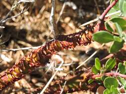 Image of greenleaf manzanita