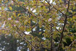 Image de Prunus nipponica Matsum.