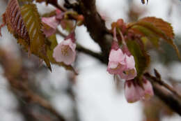 Image de Prunus nipponica Matsum.