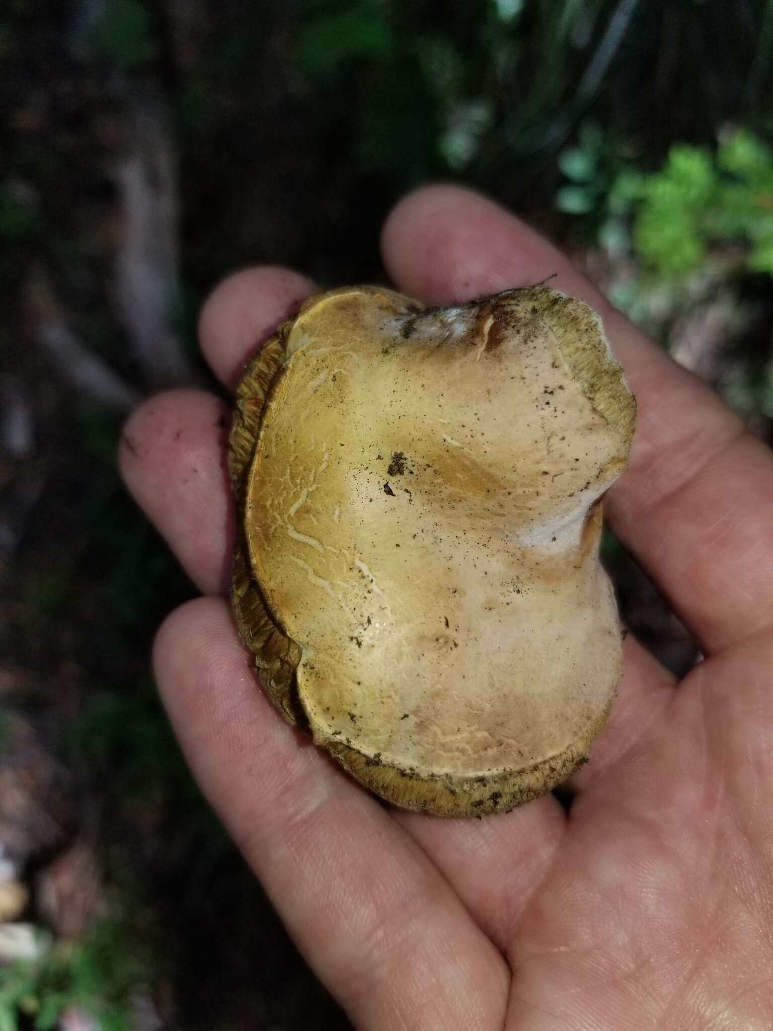 Image of Boletus subalpinus (Trappe & Thiers) Nuhn, Manfr. Binder, A. F. S. Taylor, Halling & Hibbett 2013