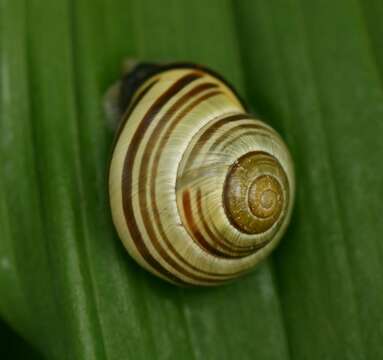 Image of Brown Lipped Snail