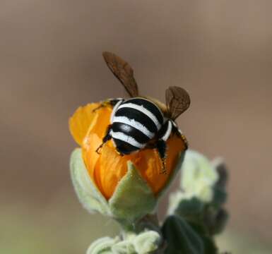 Image of Amegilla quadrifasciata (de Villers 1789)