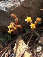 Image of Galium broomrape