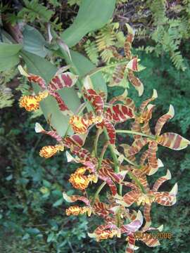 Plancia ëd Rossioglossum insleayi (Baker ex Lindl.) Garay & G. C. Kenn.