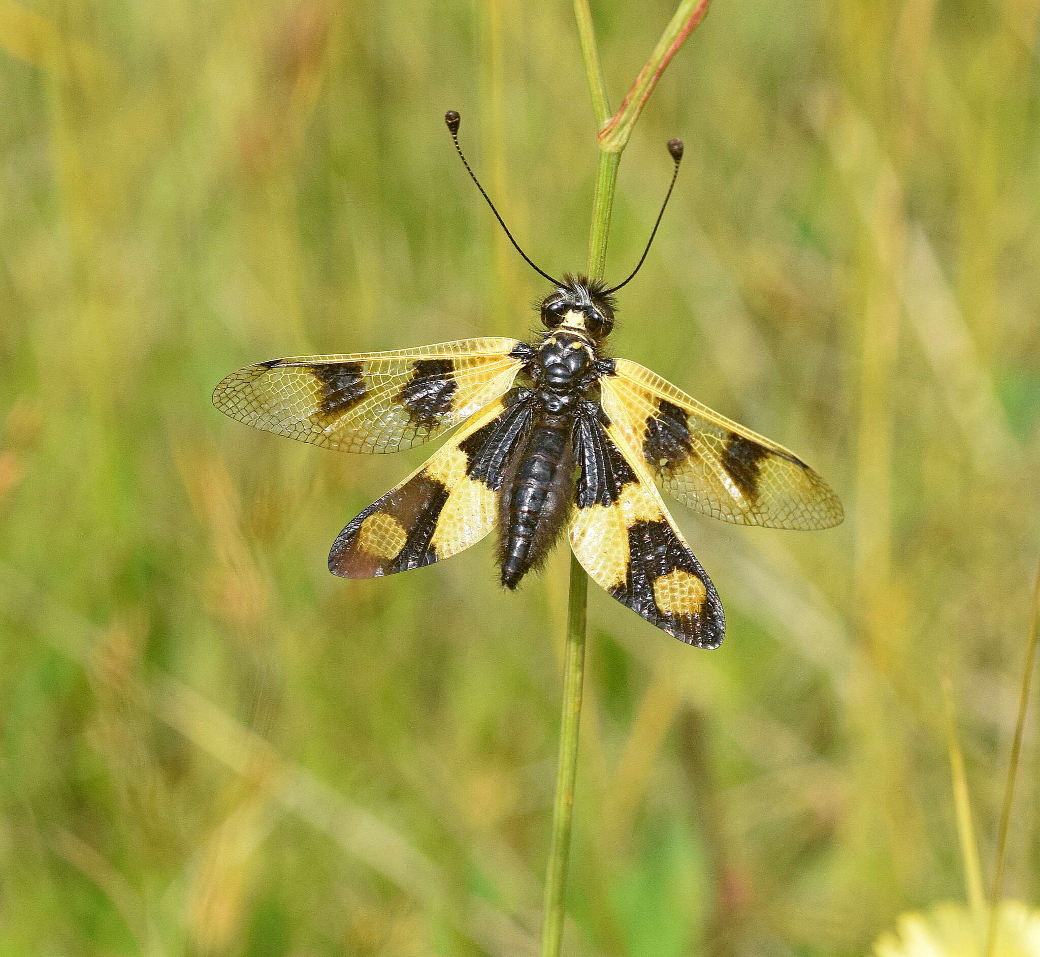 Image of An Owlfly