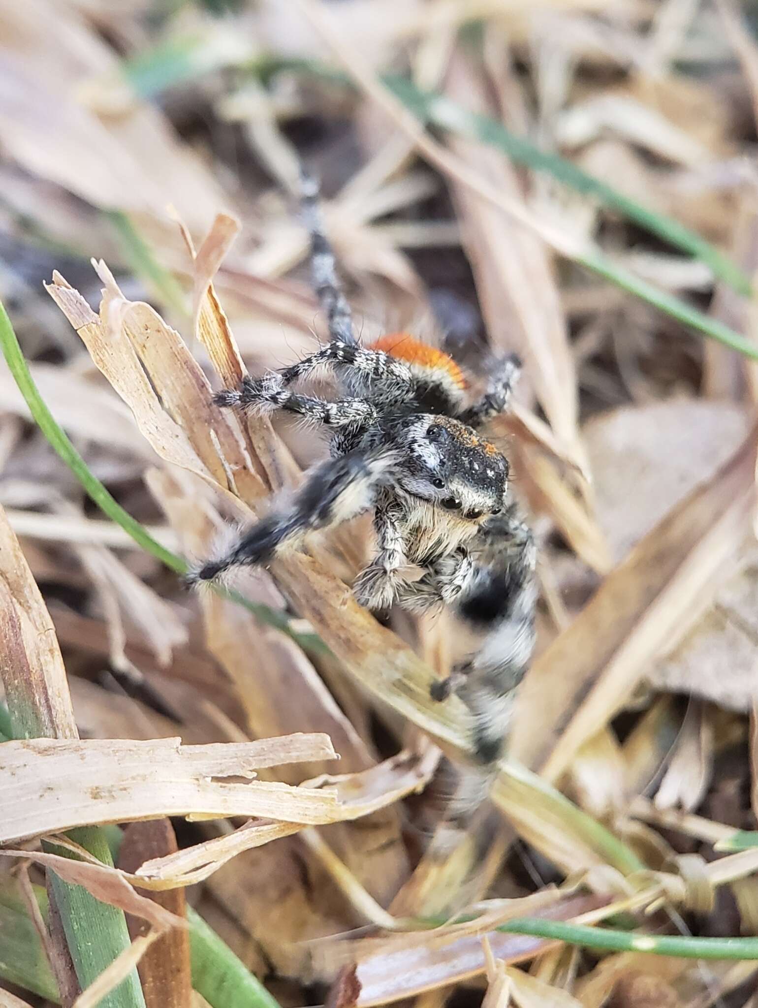 Image of Phidippus kastoni Edwards 2004