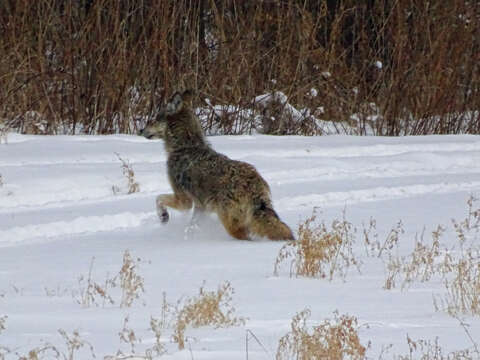 Image of Brush Wolf