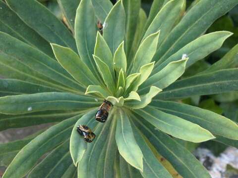 Euphorbia atropurpurea Brouss. ex Willd. resmi