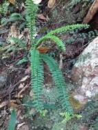 Image de Asplenium normale D. Don