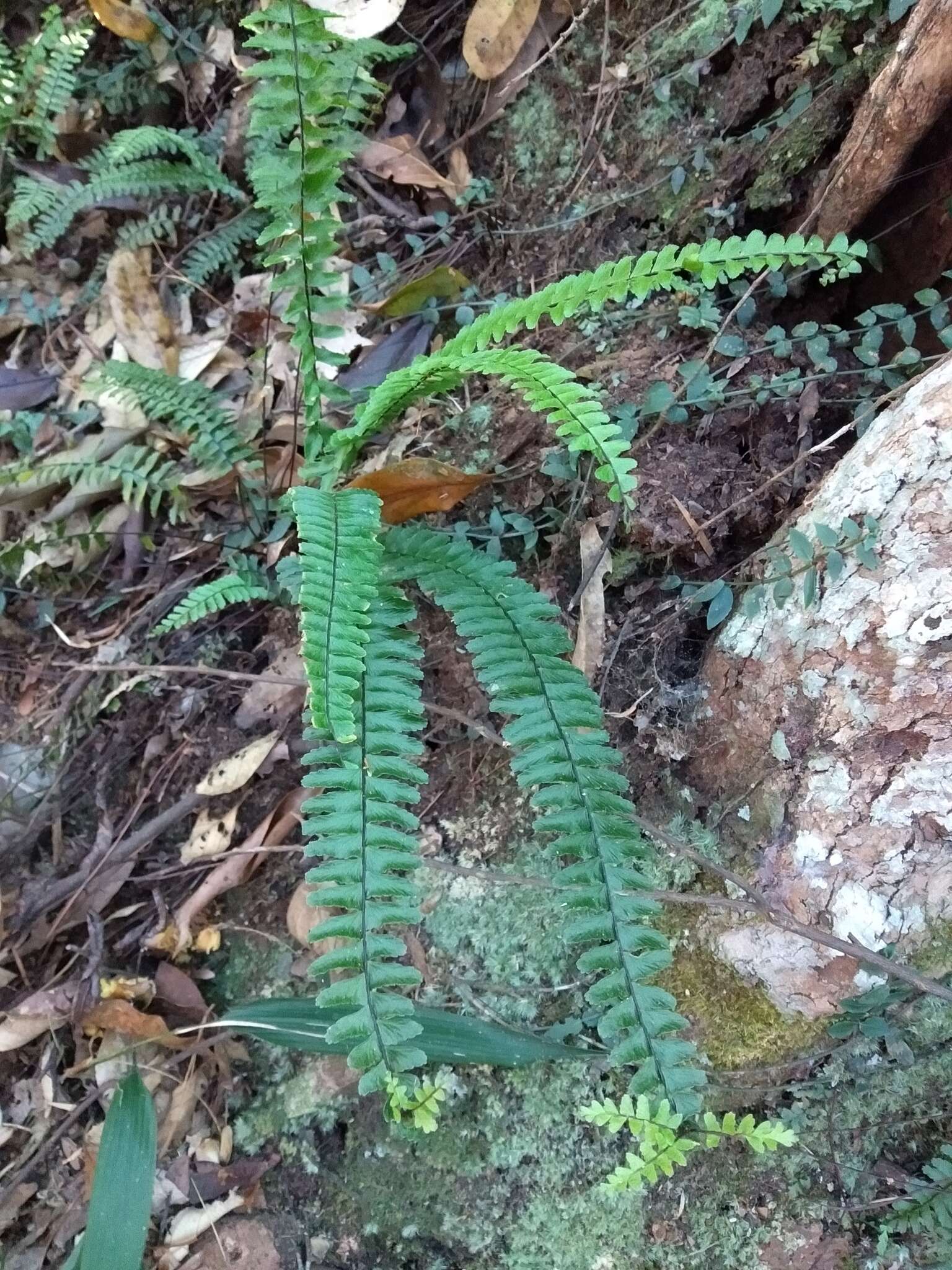 Image de Asplenium normale D. Don